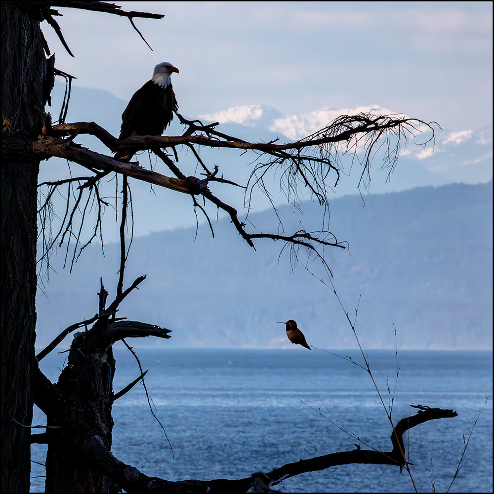 Bald Eagle and Rufous Hummingbird