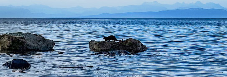River Otter, Denman Island