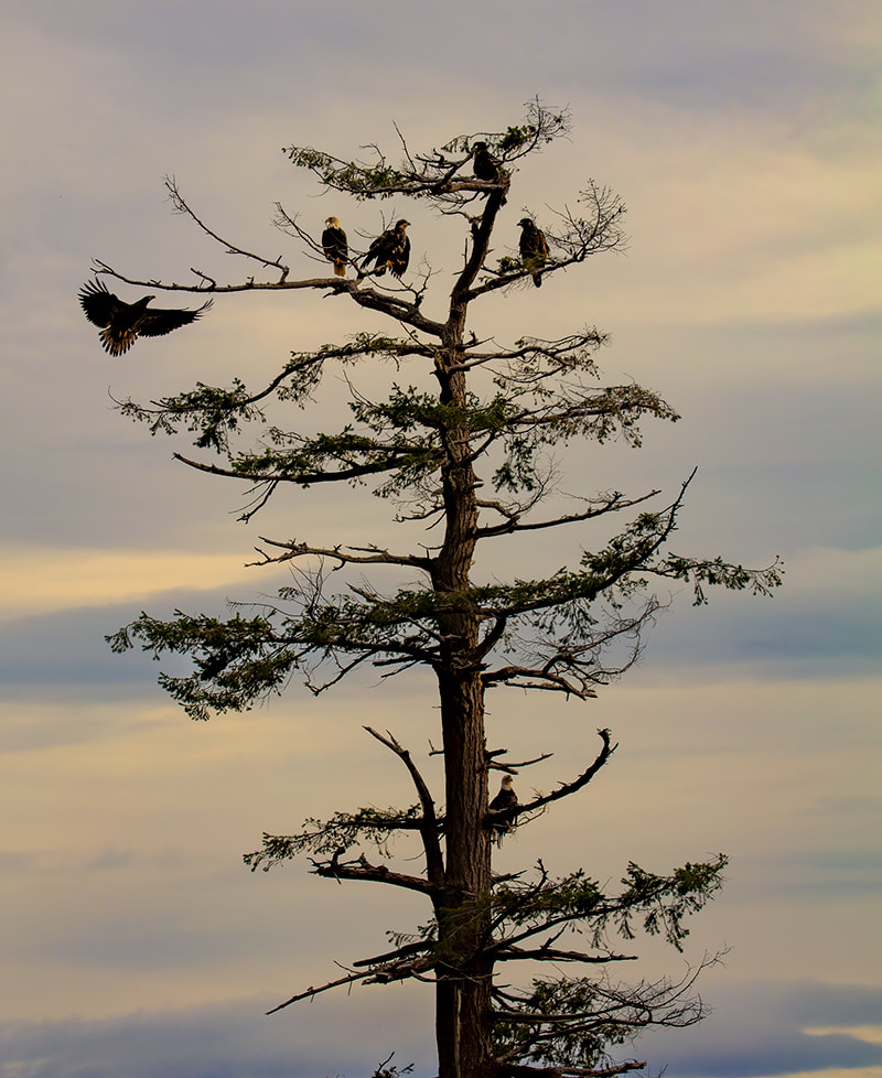6 Bald Eagles in The Snag