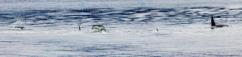 Orcas feeding off our beach, Feb. 11 2023