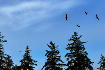 Bald Eagles Circling Above the Firs