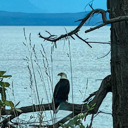 Bald Eagle at the bottom of the drive