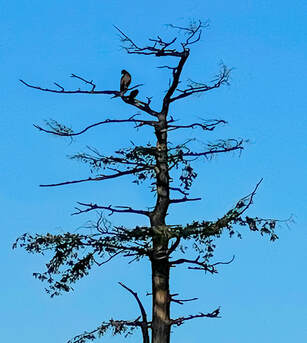 Immature Eagle and Raven Sharing a Branch