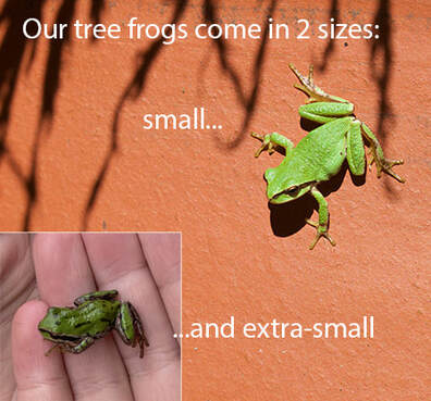 Our Tree Frogs come in 2 sizes...