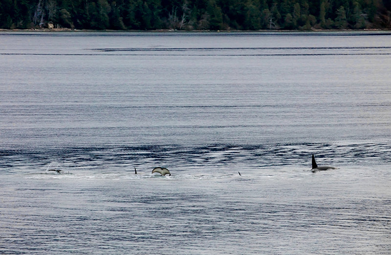 Orcas just off the East Coast, Denman Island