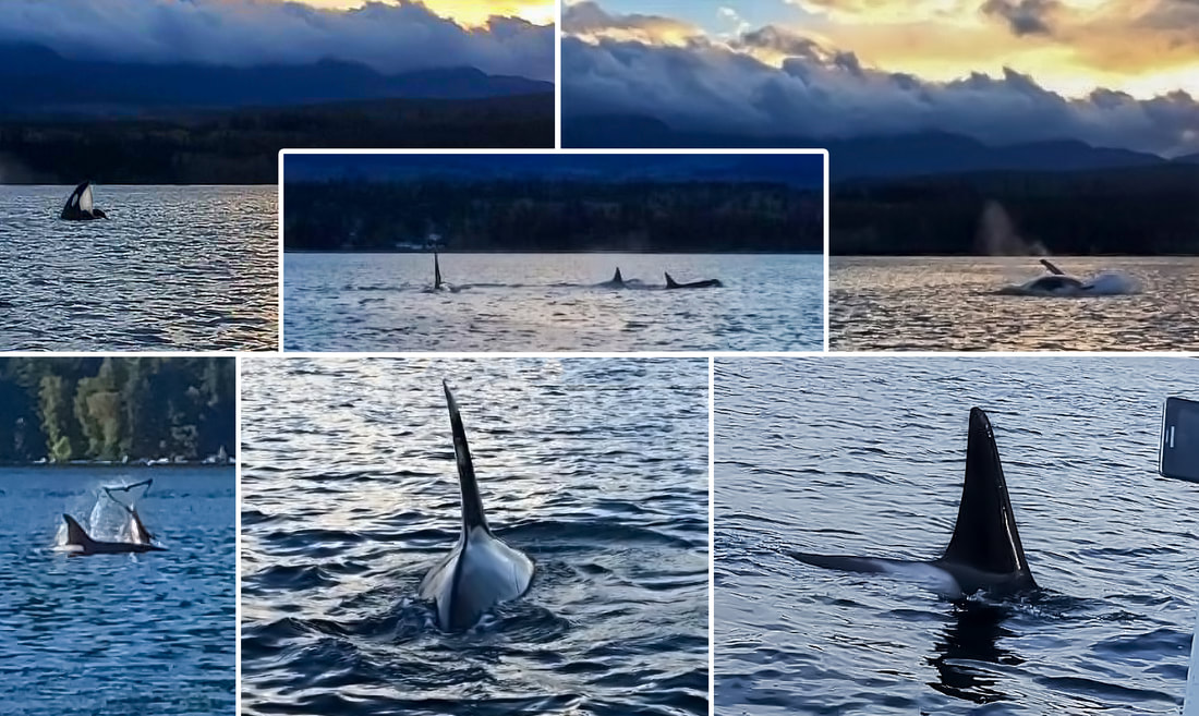 Orcas can be found around these islands