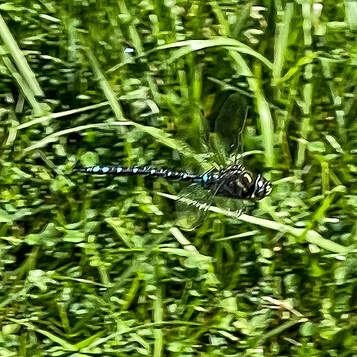 Dragonfly, Lance-Tipped Darner