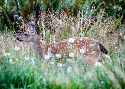 White-Tailed Deer Fawn in the Meadow