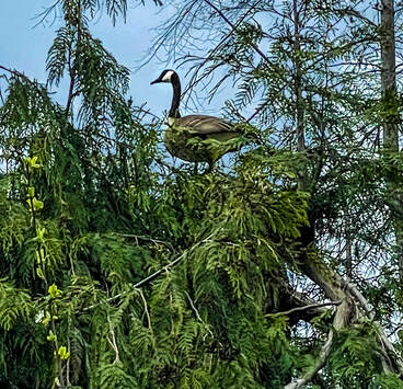 Canada Goose using a topped red cedar as a 