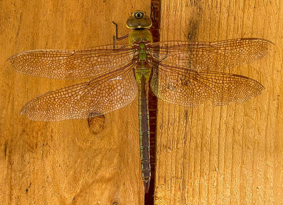 Dragonfly, Common Green Darner