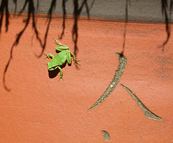 Tree Frog on Terracotta