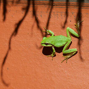 Tree Frog on Terracotta 2