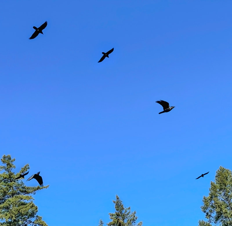 Ravens in flight