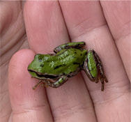 Tiny Tree Frog in hand