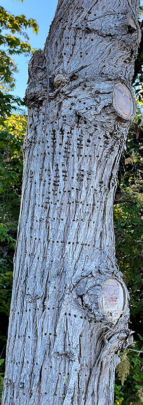 Sap Wells in a Red Cedar trunk